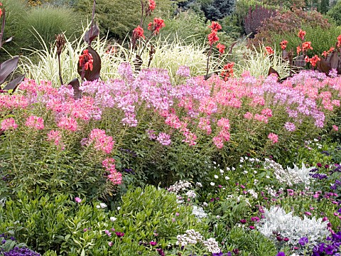 CLEOME_MIX_WITH_CANNAS_AND_GRASSES