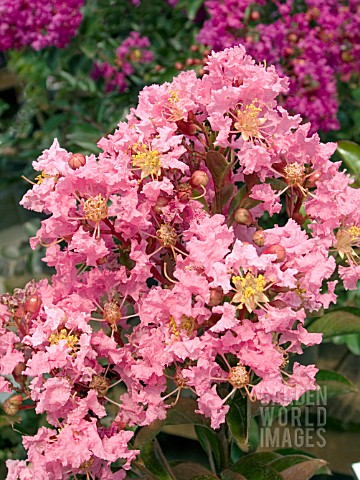 LAGERSTROEMIA_SIOUX
