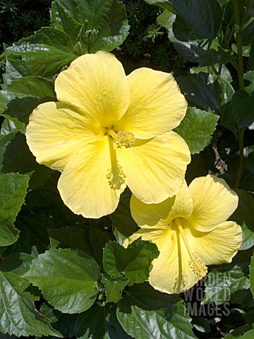 HIBISCUS_ROSASINENSIS_BUTTERFLY
