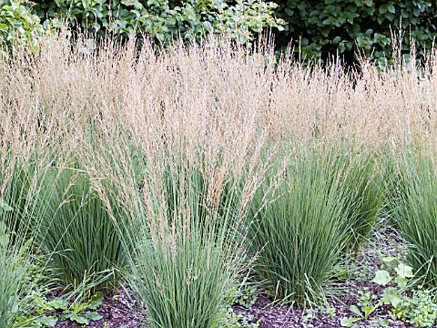 MOLINIA_CAERULEA_MOORFLAMME