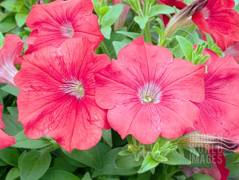 PETUNIA_AVALANCHE_TROPICAL_RED