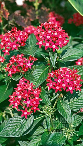 PENTAS_LANCEOLATA_BUTTERFLY_CHERRY_RED