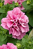 PETUNIA DOUBLE MADNESS PEPPERMINT