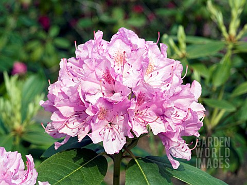 RHODODENDRON_ENGLISH_ROSEUM