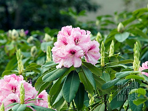 RHODODENDRON_MADRID