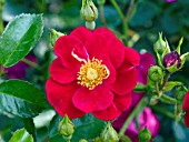 ROSA FLOWER CARPET RED