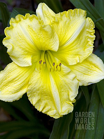 Home of Crochet Daylily Gardens