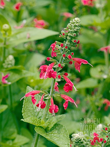 SALVIA_COCCINEA_LADY_IN_RED
