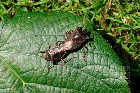 FOREST_BUG_PENTAYOMA_RUFIPES_MATED_PAIR