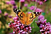 PAINTED LADY BUTTERFLY