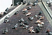 FERAL PIGEONS ROOSTING ON ROOF