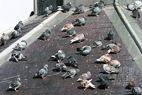 FERAL_PIGEONS_ROOSTING_ON_ROOF