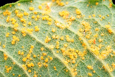 WILLOW_RUST_ON_LEAF