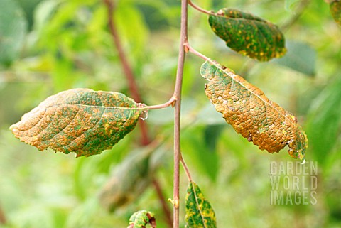 WILLOW_RUST_ON_LEAF