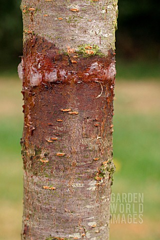 GREASE_BAND_AROUND_FRUIT_TREE_TRUNK