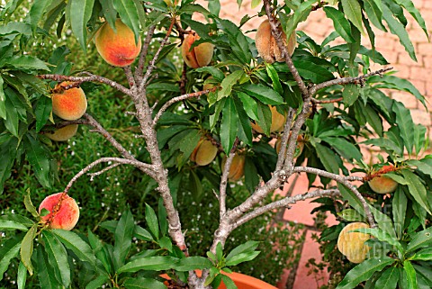 PEACH_TREE_WITH_FRUIT_IN_PLANTER