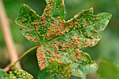 SYCAMORE GALL MITE ON MAPLE LEAF