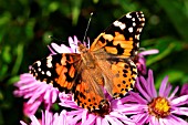 PAINTED LADY BUTTERFLY ON MICHAELMAS DAISY,  ASTER