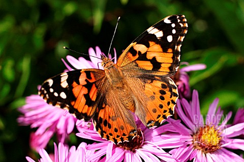 PAINTED_LADY_BUTTERFLY_ON_MICHAELMAS_DAISY__ASTER
