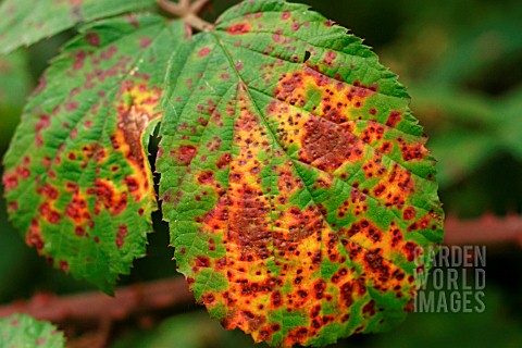 COMMON_RUST_LEAF_ON_TOP_SURFACE_OF_BLACKBERRY