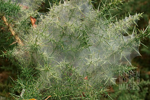 RED_SPIDER_MITE_WEB_ON_GORSE