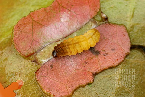 BROWN_CHINA_MARK_MOTH_CATERPILLAR_PUPATES_IN_LILY
