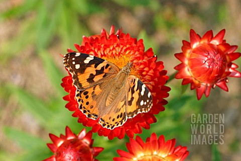 PAINTED_LADY_BUTTERFLY_TAKING_NECTAR