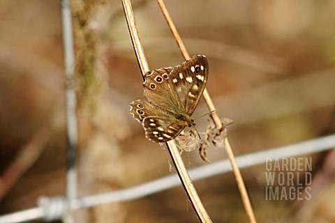 SPECKLED_WOOD_BUTTERFLY