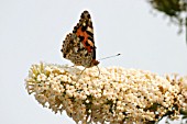 PAINTED LADY BUTTERFLY ON BUDDLEIA