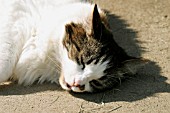 CAT SLEEPING IN SUN