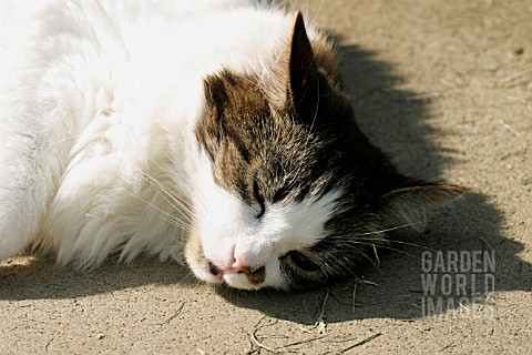 CAT_SLEEPING_IN_SUN