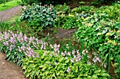 MIXED HOSTAS BY POOL