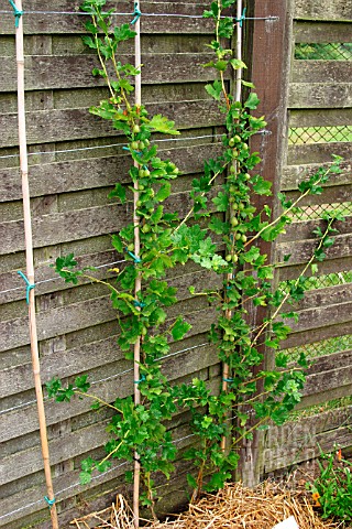 GOOSEBERRY_CAPTIVATOR_RIBES_GROSSULARIA_DOUBLE_CORDON_TRAINED