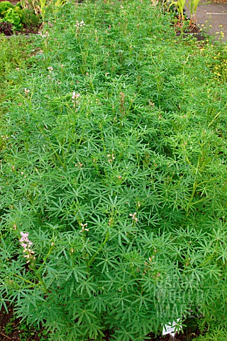 AGRICULTURAL_LUPINS_LUPINUS