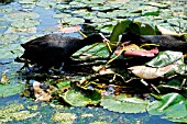 COOT MALE PASSING LILY LEAF TO FEMALE ON NEST