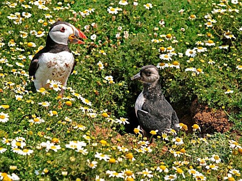 PUFFIN_WITH_CHICK_AT_BURROW_ENTRANCE
