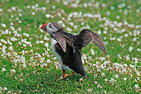 PUFFIN_STRETCHING_WINGS