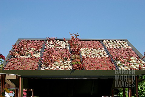 SHED_ROOF_COVERED_WITH_SUCCULENTS
