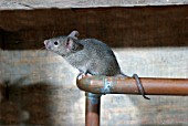 HOUSE MOUSE (MUS DOMESTICUS) ON WATER PIPE