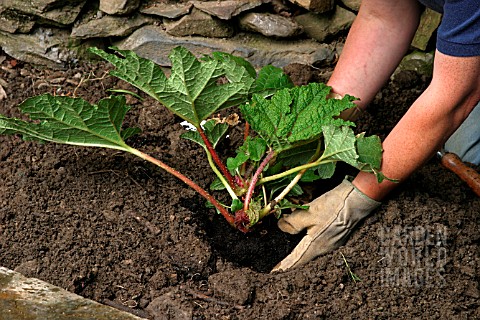 PLANTING_A_GUNNERA_IN_BOG_GARDEN__STEP4__PLACE_PLANT_IN_HOLE