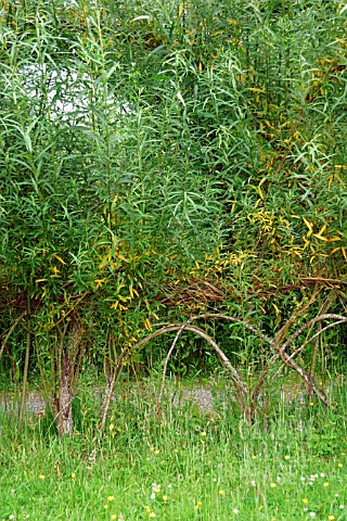 WOVEN_LIVING_WILLOW_FENCING