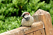 HOUSE SPARROW,  PASSER DOMESTICUS,  MALE ON SEAT,  FRONT VIEW