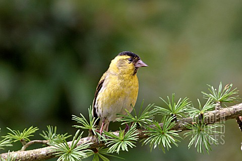 SISKIN__CARDULIS_SPINUS__MALE_ON_LARCH_BRANCH__FRONT_VIEW