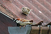 HOUSE SPARROW,  ON GUTTERING PASSER DOMESTICUS