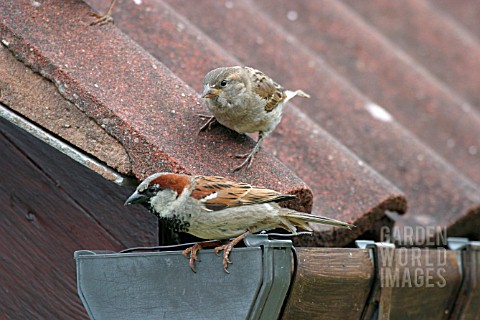 HOUSE_SPARROW__ON_GUTTERING_PASSER_DOMESTICUS