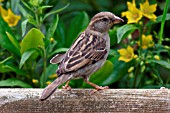 HOUSE SPARROW,  ON GUTTERING,  CLOSE UP,  PASSER DOMESTICUS