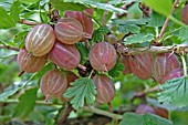 GOOSEBERRY (HIMOMAKII RED)