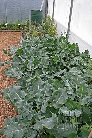 POLYTUNNEL_VEGETABLE_BED_IN_EARLY_JULY