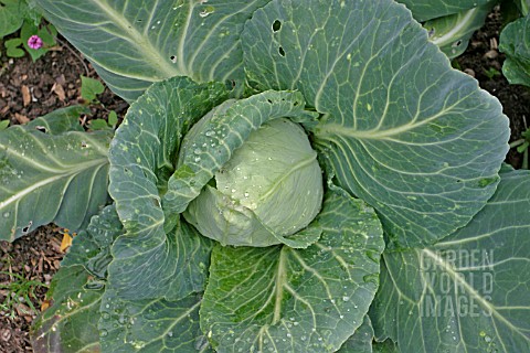 CABBAGE_PROTOVOY_F1