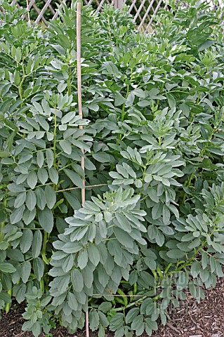 BROAD_BEANS_MATURING_CROP_IN_JULY
